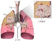 包皮拥有哪些特点？