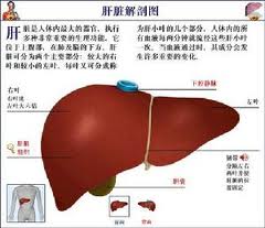 包茎的概述