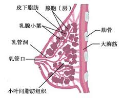 精索静脉曲张早期是否能治愈