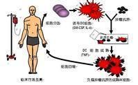 CLS细胞免疫疗法流程